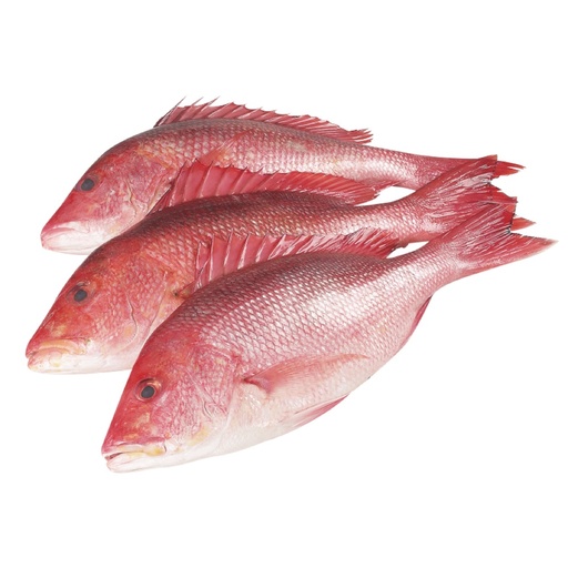 RED SNAPPER WHOLE