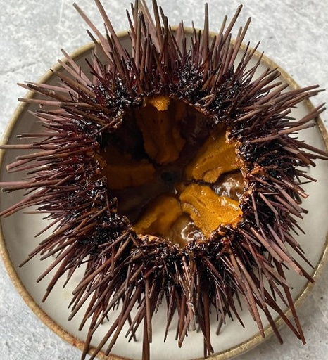 SEA URCHIN