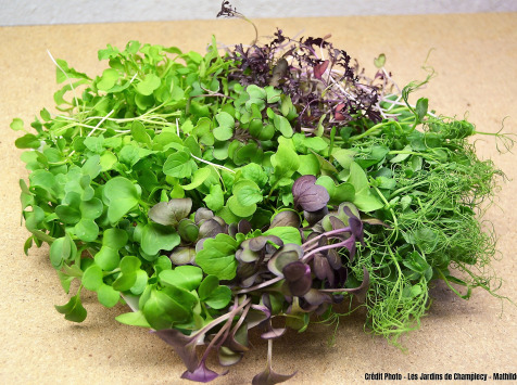 MICRO CRESS SELECTION