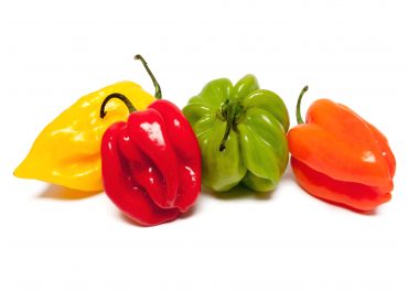 SCOTCH BONNET CHILLI PEPPER