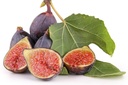 FIG