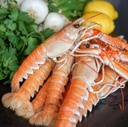 LANGOUSTINE SCAMPI 8/12