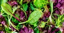 SALAD MESCLUN