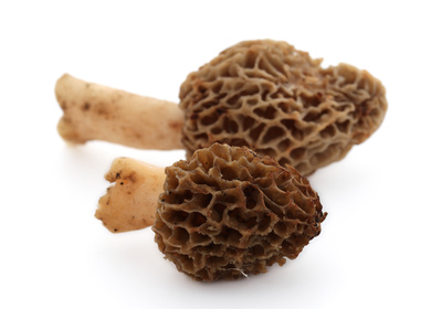 MUSHROOM MOREL 