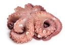 [Poulpe nettoyé 500/800 - Carton de 10 ou 15 kilos] OCTOPUS CLEANED 500/800 (COFRAGEL)