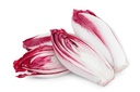 CHICORY /ENDIVE RED