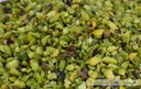 [GRA005] SICILIAN BRONTE PISTACHIO KERNEL (Pistacchi di bronte)