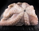 [Poulpe entier Afrique 800/1200 - Colis de 10 ou 15 kg] WHOLE OCTOPUS 800/1200 G (COFRAGEL)