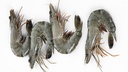 WHOLE RAW PRAWNS 16/20 FROZEN