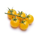 TOMATO YELLOW CHERRY ON VINE 