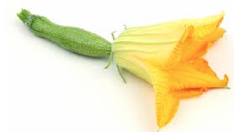 ZUCCHINI AND FLOWER