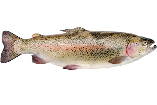 TROUT FARMED WHOLE