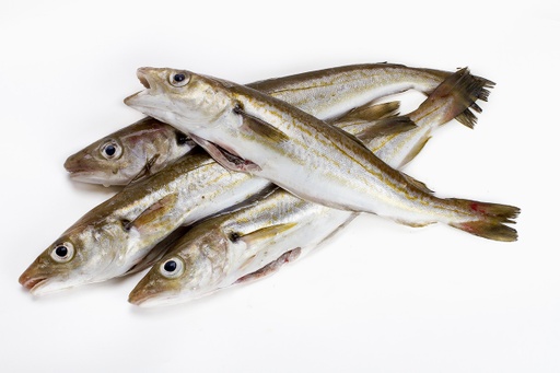 WHITING WHOLE