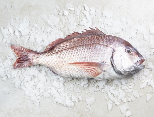 RED PORGY WHOLE