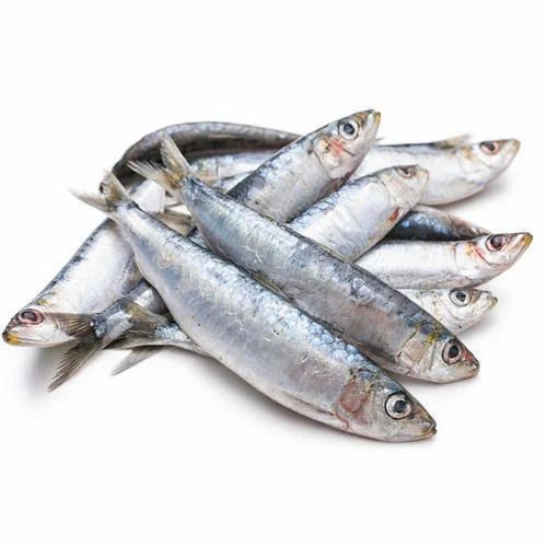 SARDINE (ANE) WHOLE