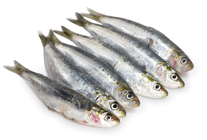 SARDINE (MEDITERRANEAN) WHOLE