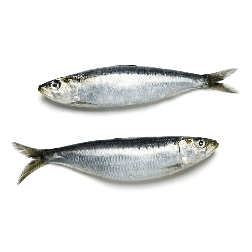 SARDINE WHOLE