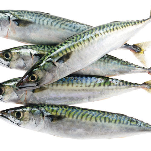 MACKEREL WHOLE