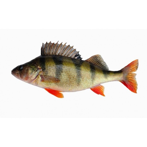 EUROPEAN PERCH WHOLE