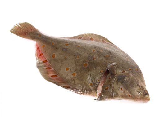 PLAICE WHOLE