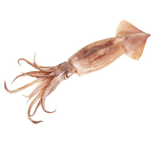 SQUID WHOLE