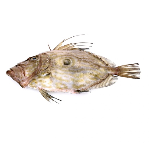 JOHN DORY WHOLE