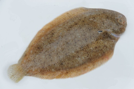 DOVER SOLE WHOLE