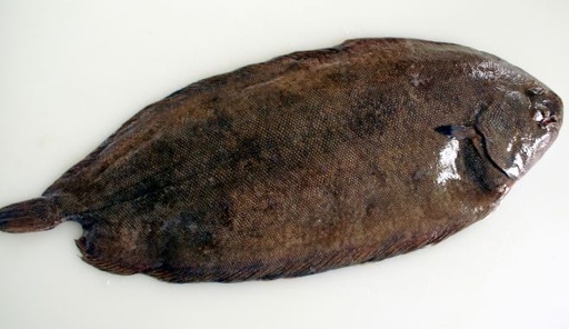 SOLE WHOLE