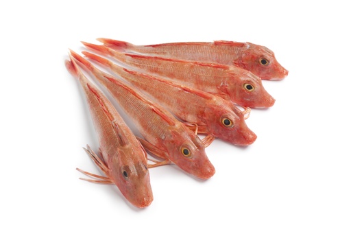 RED GURNARD WHOLE