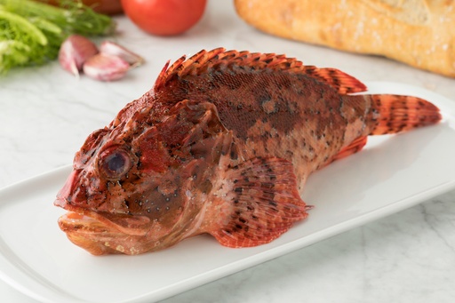 SCORPION FISH WHOLE