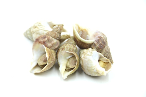 WHELK COOKED