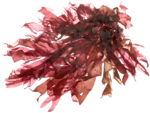 DULSE SEAWEED FRESH