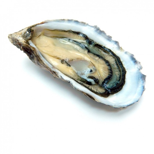 OYSTER CLAIRE PATTEDOIE