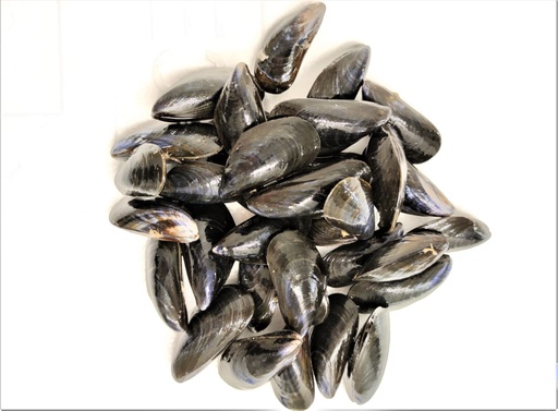 MUSSEL