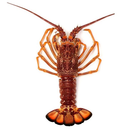 ROYAL LOBSTER