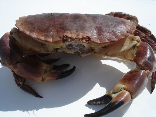 BROWN CRAB 