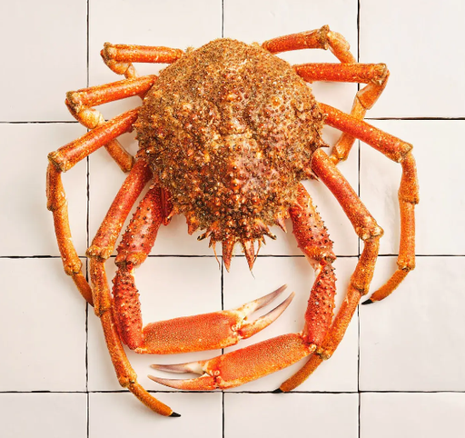 SPIDER CRAB