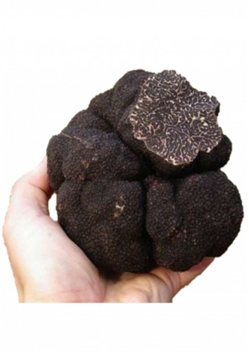 BLACK WINTER TRUFFLE MELANOSPORUM