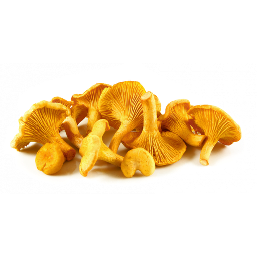 GIROLLE MUSHROOMS