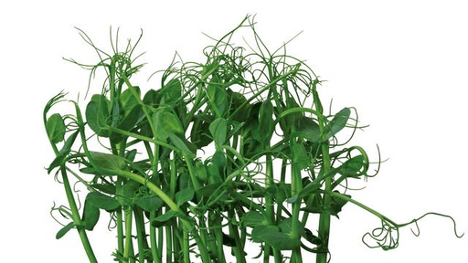 AFFILA MICRO CRESS