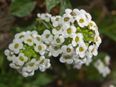 ALYSSUM