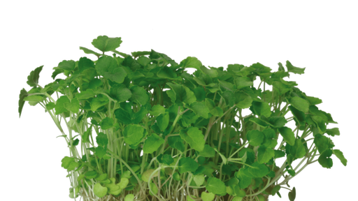 SWEET ANISE MICRO CRESS - ATSINA