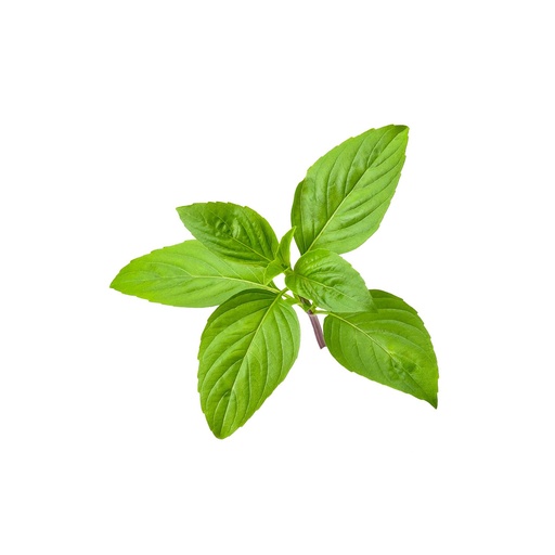 BASIL