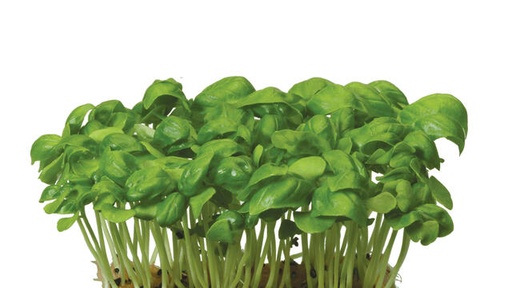 BASIL MICRO CRESS