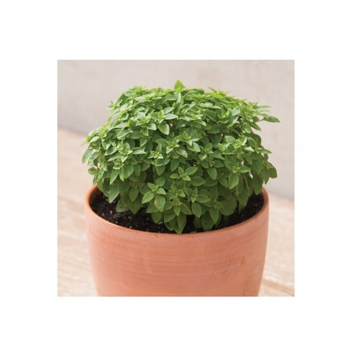 [BASN] MINI BASIL IN POT