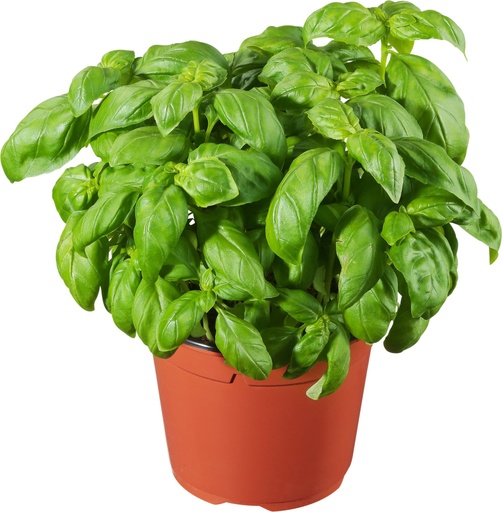 [BASP] BASIL IN POT