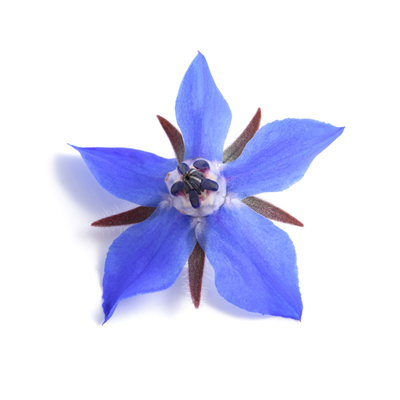 EDIBLE FLOWER BORAGE