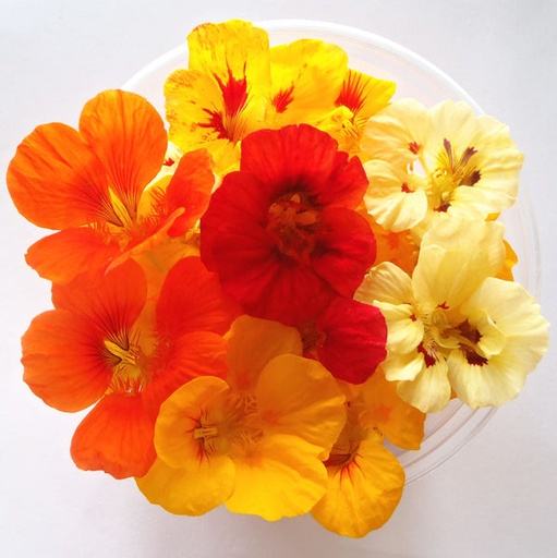 EDIBLE FLOWER NASTURTIUM 