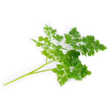 CHERVIL