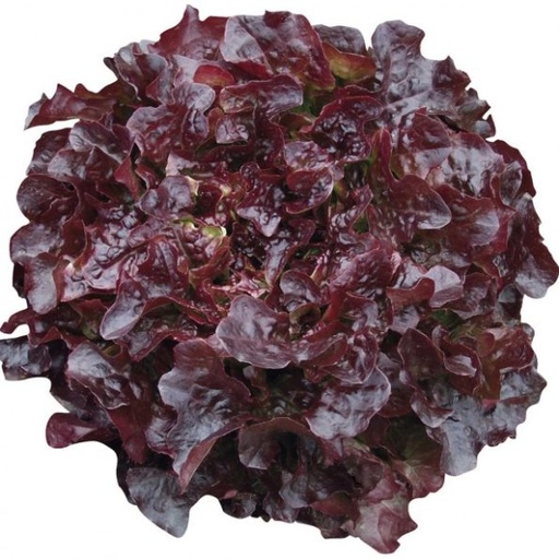 LETTUCE RED OAK LEAF 